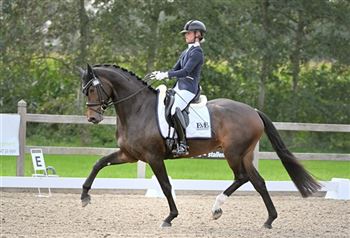 Talented mare for sale