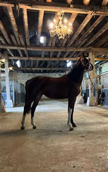 talented healthy 2 year old mare for sale