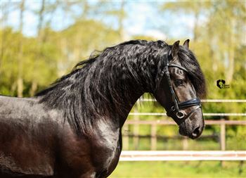 Beautiful Frisian Stallion
