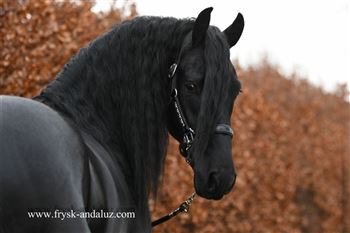 Stunning Star stallion