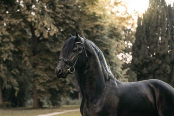 Beautiful Frisian stallion!