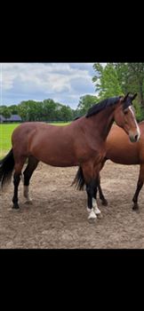 recreational horse or broodmare 14 years old