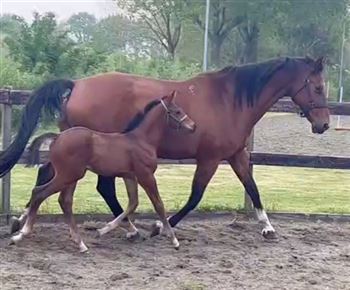 Unique opportunity! Pregnant broodmare from Eye Catcher's lineage