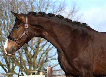 3 year old mare from Elton with a lot of potential for sport and breeding!