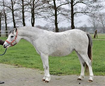 Beautiful Welsh mare for sport and breeding!