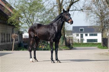 Beautiful 3-year-old mare by Glock's Zonik