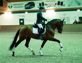 Dressage talent with top character