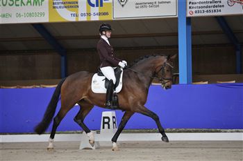 5 year old dressage mare