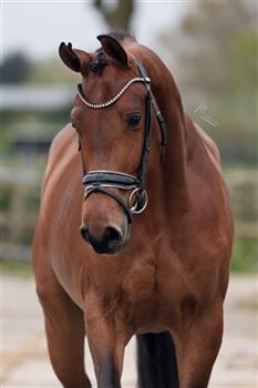 Talented dressage mare by Daily diamond from the Rilena lineage!!