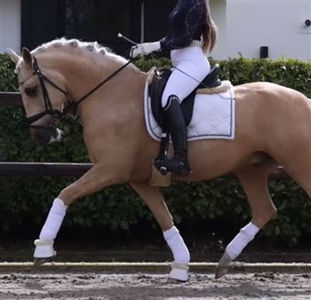 6 year old talented dressage pony