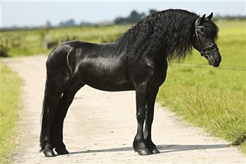 Talented Frisian star stallion