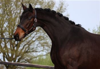 Stunning 4 year old mare, from a remarkably good mother line!