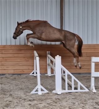 Tough 5 year old show jumping mare by Vigo D'Arsouilles