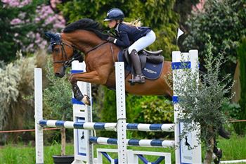 Handsome jumping pony/all-rounder