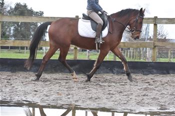 Sweet, handsome, healthy largest size E gelding