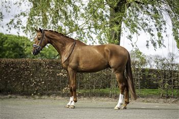 Talented sweet gelding from Le Formidable