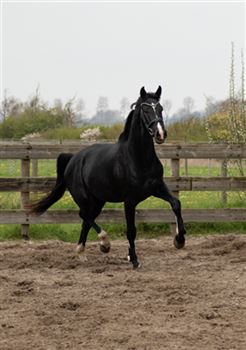 4. yr. Beautiful dressage horse