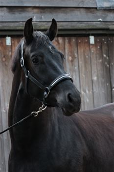 Black 3 year old gelding by My Vitality