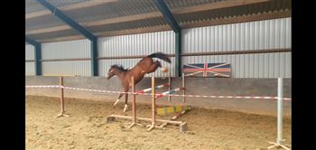 For sale 2 year old show jumping horse (Hernandez TN x Silverstone VDL)