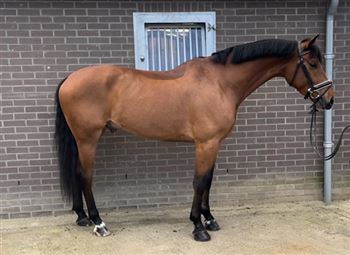 Good 5 year old dressage horse for sale!