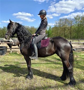 Beautiful 6 year old Frisian mare