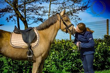 Beautiful Welsh palomino 134 cm sports pony section B for sale!