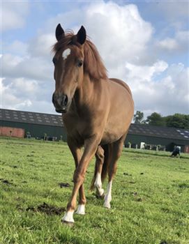 New Forest mare 5 years old