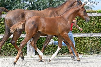 Yearling stallion Riesling van t Roosakker