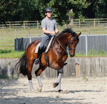 Dressage horse with defects