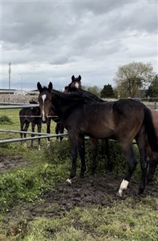 Yearling stallion by Emir R for sale