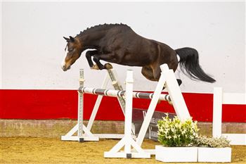 This pony can jump and suits a novice rider
